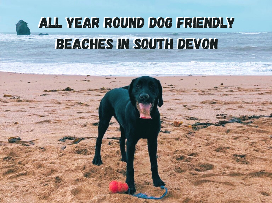 Dog Friendly Beaches in South Devon